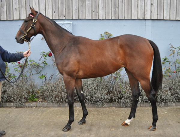 B.F. Royal applause x Asheyana
